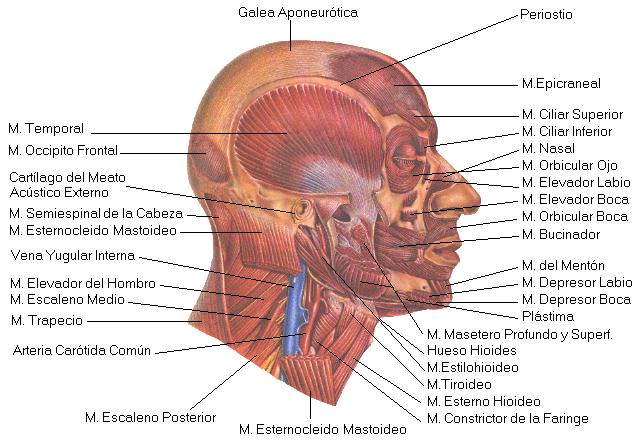 Músculos de la cabeza