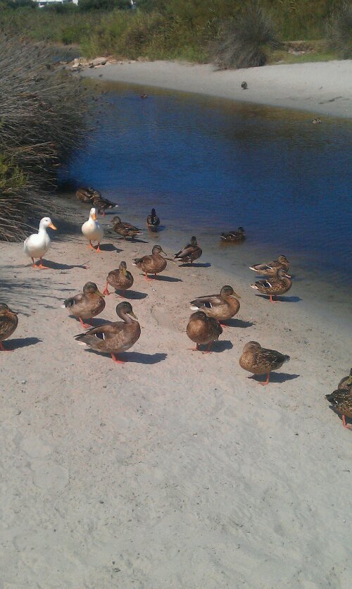 Platja de Son Bou 2